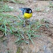 Santa Marta Brushfinch