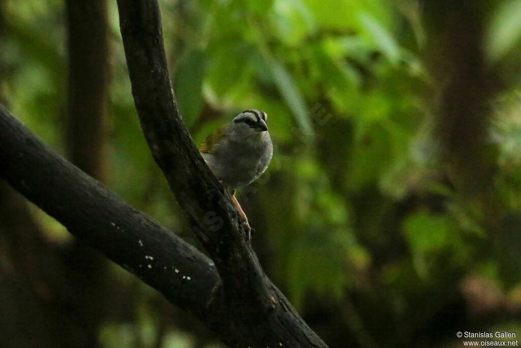 Black-striped Sparrowadult