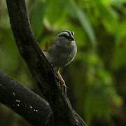 Black-striped Sparrow