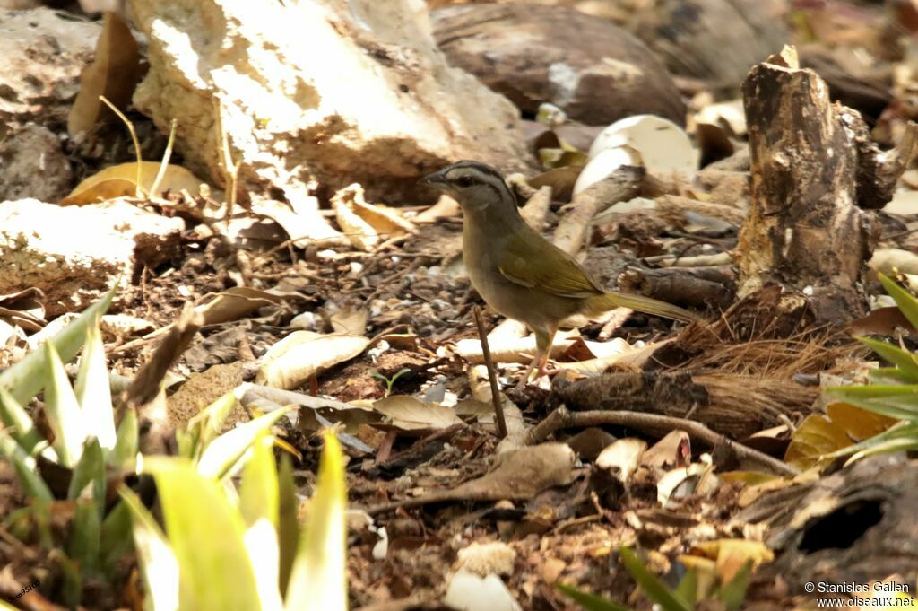 Olive Sparrowadult, walking