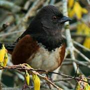 Spotted Towhee