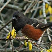 Spotted Towhee