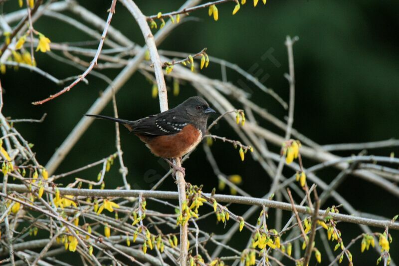 Spotted Towhee male adult
