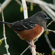 Spotted Towhee