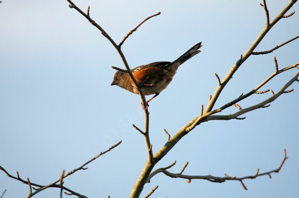 Spotted Towhee male adult