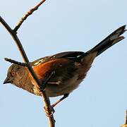 Spotted Towhee