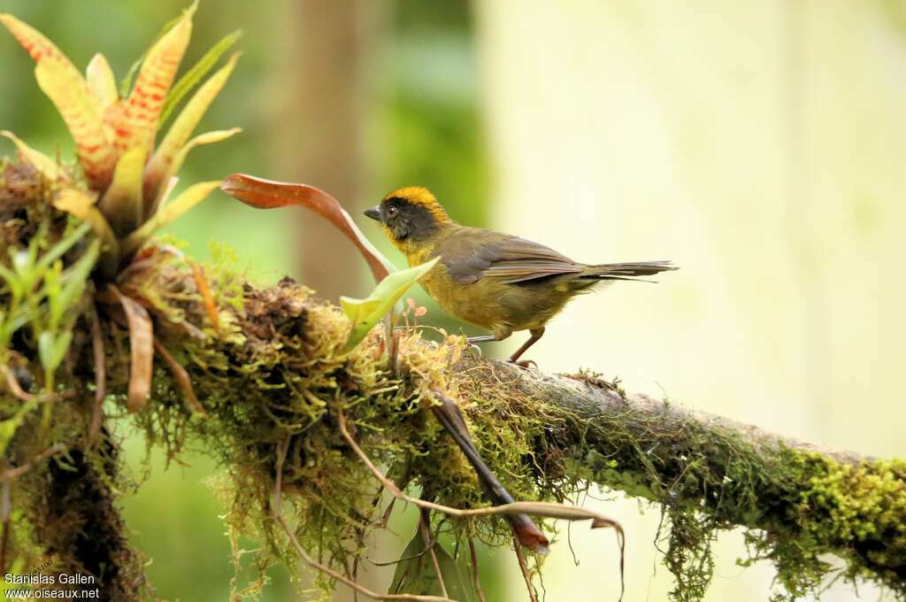 Tricolored Brushfinchadult, identification