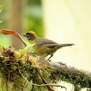 Tricolored Brushfinch