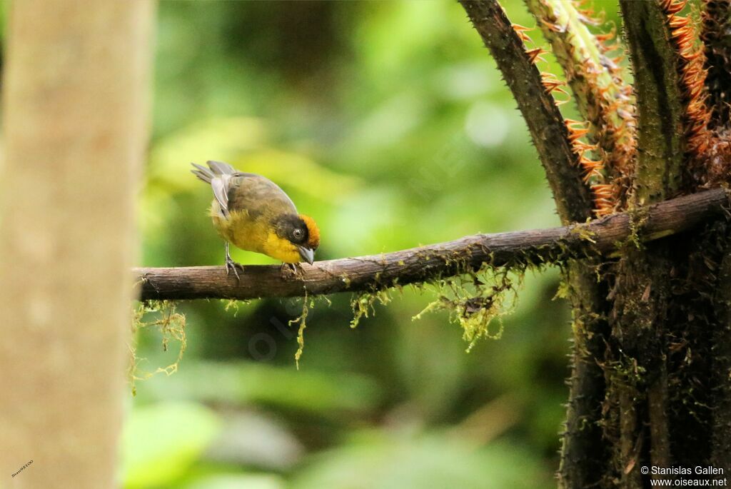 Tohi tricoloreadulte