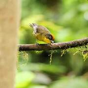 Tricolored Brushfinch