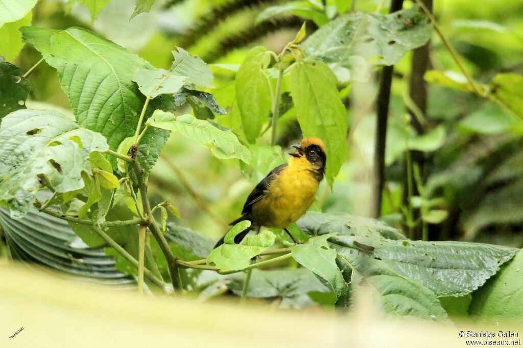 Tricolored Brushfinchadult