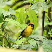 Tricolored Brushfinch