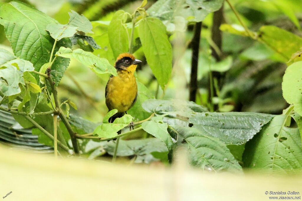 Tricolored Brushfinchadult