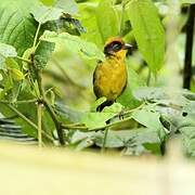 Tricolored Brushfinch