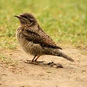 Eurasian Wryneck