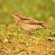 Eurasian Wryneck