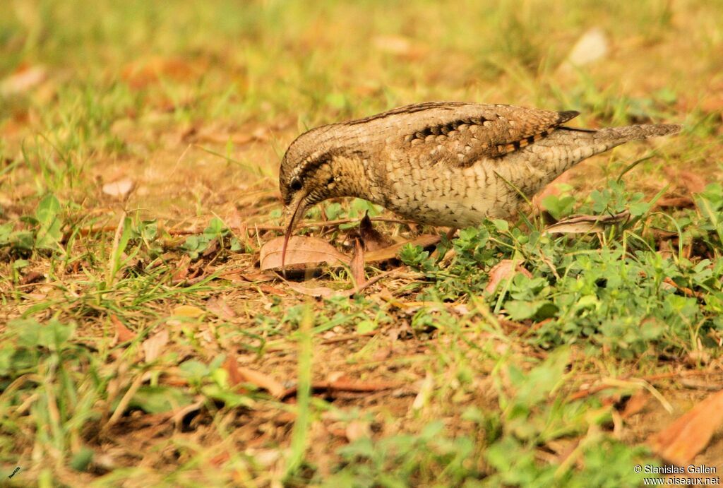 Eurasian WryneckFirst year, eats