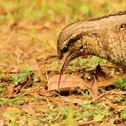 Eurasian Wryneck