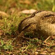 Eurasian Wryneck