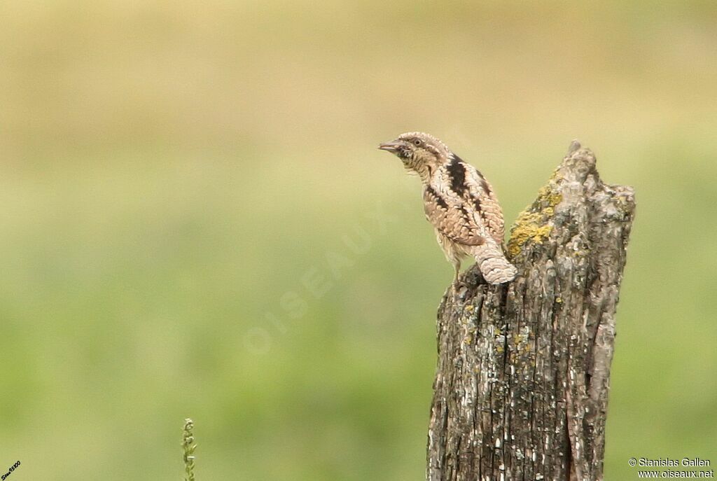 Eurasian Wryneckadult, Reproduction-nesting