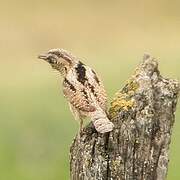 Eurasian Wryneck