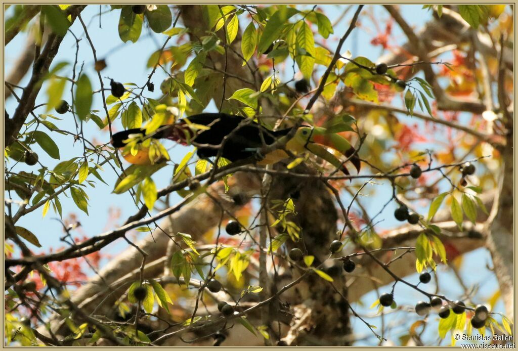 Keel-billed Toucan