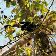 Keel-billed Toucan