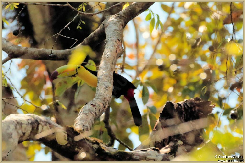 Keel-billed Toucan