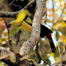 Toucan à carène