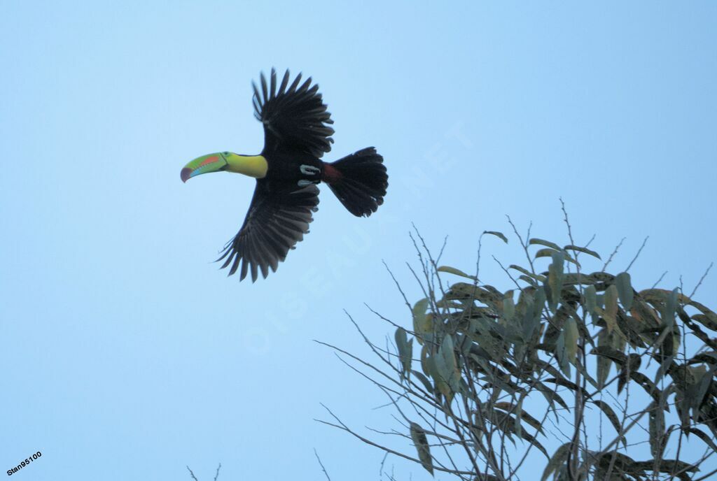 Keel-billed Toucanadult, Flight