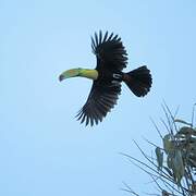 Toucan à carène