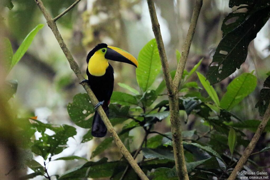 Choco Toucanadult