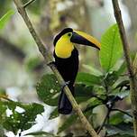 Toucan du Chocó