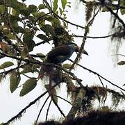 Plate-billed Mountain Toucan