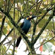 Plate-billed Mountain Toucan