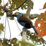 Toucan montagnard