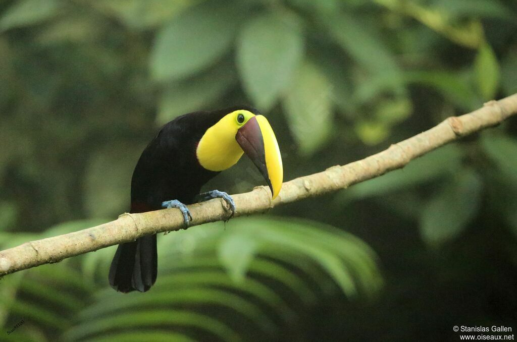 Yellow-throated Toucan