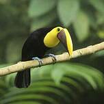 Toucan tocard