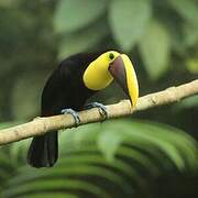 Yellow-throated Toucan