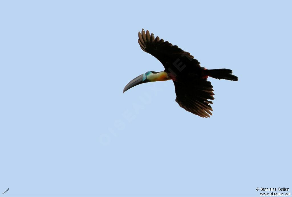 Channel-billed Toucanadult breeding, Flight