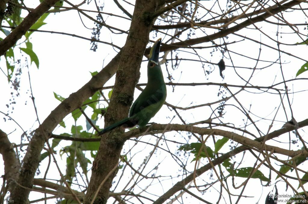 Toucanet à gorge blanche mâle, adulte, nuptial, parade