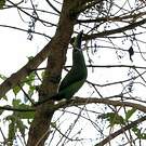Toucanet à gorge blanche