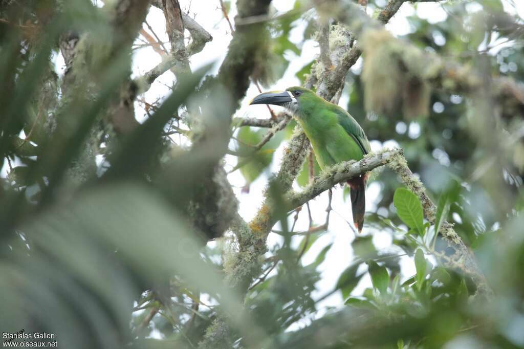 Toucanet à gorge blanche adulte, nuptial, habitat, pigmentation