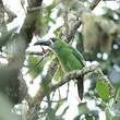 Toucanet à gorge blanche