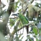 Toucanet à gorge blanche