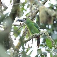 Toucanet à gorge blanche