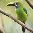 Toucanet à gorge bleue