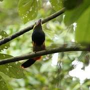 Golden-collared Toucanet