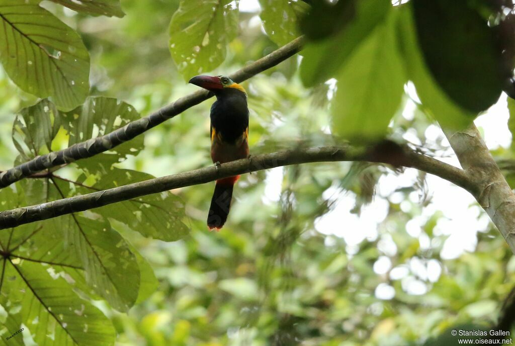 Toucanet de Reinwardt mâle adulte nuptial, parade