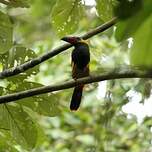 Toucanet de Reinwardt